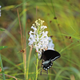 A white fringed orchid (Platanthera blephariglottis) with a butterfly landing on it.